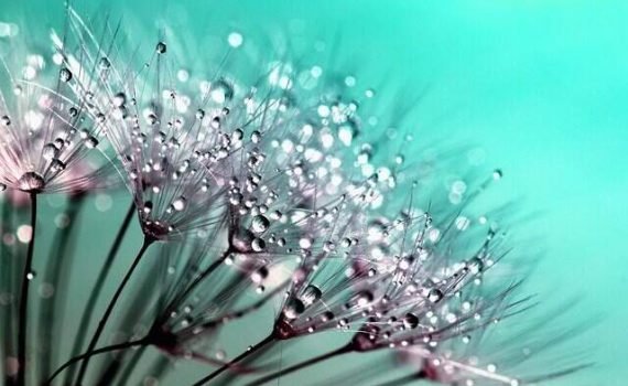 Shallow focus photo of flowers
