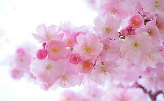 Flowers Cherry Blossom
