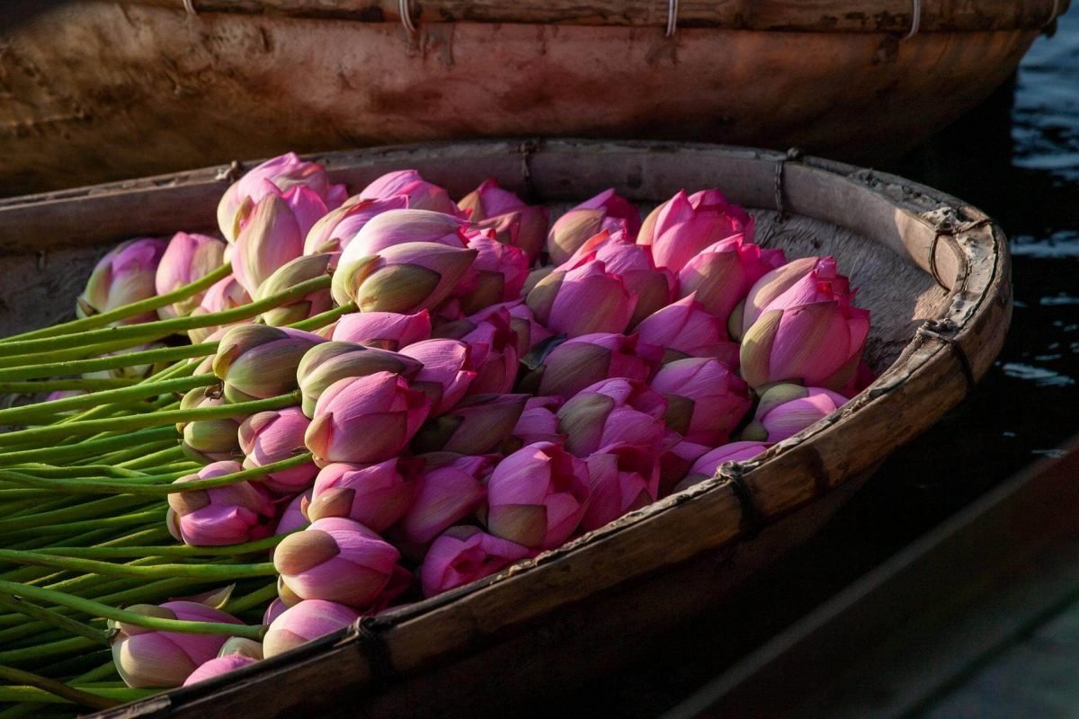 lotus