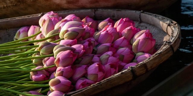 lotus