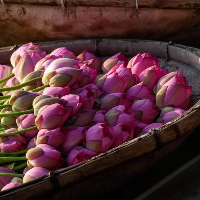 lotus
