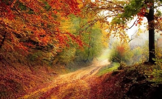 Road Forest Fall