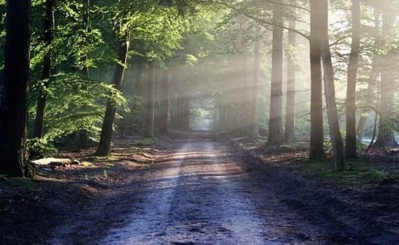 The Road Beams Path