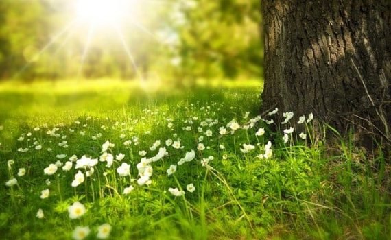 White petaled flower